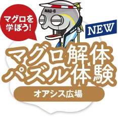 マグロ解体、パズル体験